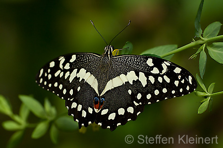 095 Afrikanischer Schwalbenschwanz - Papilio demedocus